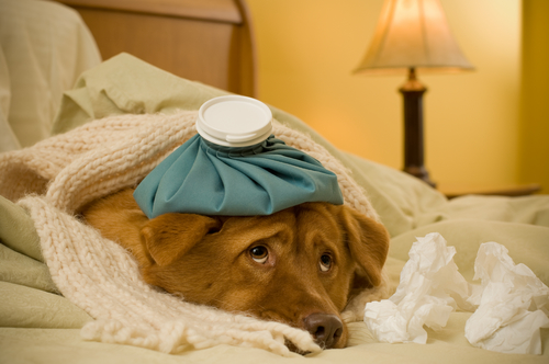 Une assurance santé pour votre animal 